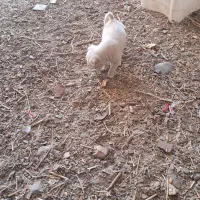 سگ پاکوتاه|سگ|یزدان شهر, |دیوار