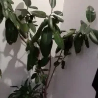 گل فیلکوس