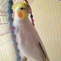 عروس هلندی گمشده