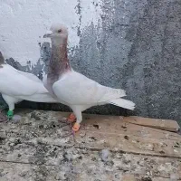 کفتر طوقی|پرنده|فریمان, |دیوار