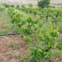 باغ-ثمری-انگور-و-نزدیک-آزادراه