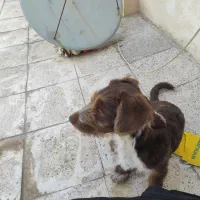 سگ واگذاری|سگ|مشهد, پورسینا|دیوار