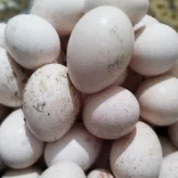 تخم بوقلمون