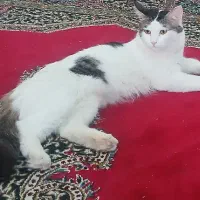 گربه نژاددار|گربه|تهران, صادقیه|دیوار