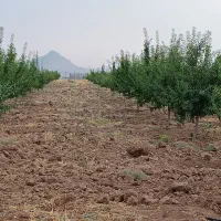 باغبان . نگهبانی