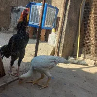 خروس لاری اوشامو|حیوانات مزرعه|پاکدشت, پاکدشت (مامازند)|دیوار