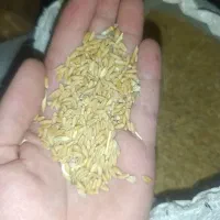 گندم|خوردنی و آشامیدنی|ساوه, |دیوار
