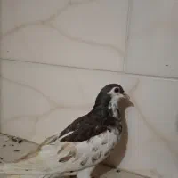 فروش پنج تا کبوتر|پرنده|بندر کنگان, |دیوار