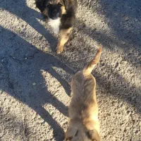 واگذاری شیترو و اسپیتز|سگ|تبریز, |دیوار