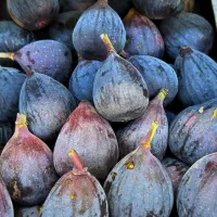 نهال انجیر|گل و گیاه طبیعی|خرقان, |دیوار