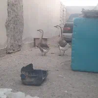 قوغاز|حیوانات مزرعه|زابل, |دیوار