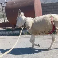 الاغ