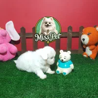 شیتزو سوپر فلت اصیل|سگ|مشهد, هنرستان|دیوار