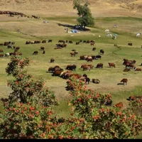امکان ذبخ گوسفند ارگانیک زنده پلاک دار وبهداشتی
