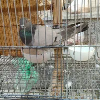 کبوتر بالغ جنسیت نامعلوم|پرنده|شاهین‌شهر, شهرک گلدیس|دیوار