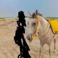 اسب نریان|اسب و تجهیزات اسب‌سواری|جیرفت, |دیوار