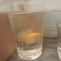 ماهی فایتر نر|ماهی|تهران, زهتابی|دیوار