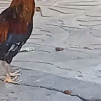 خروس ریشو چهل تاج کردی|حیوانات مزرعه|ایلام, |دیوار