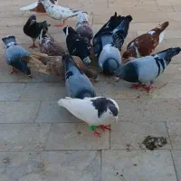 کفتر