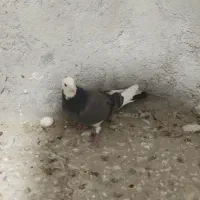 کبوتر|پرنده|بم, |دیوار