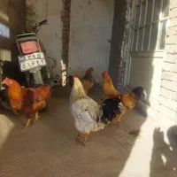 خروس جوان گوشتی|حیوانات مزرعه|سراب, |دیوار