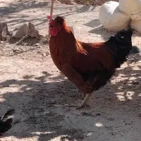 خروس مرغ کرچ شو جوان|حیوانات مزرعه|کوهسار (البرز), |دیوار