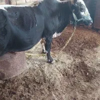 گوساله نر