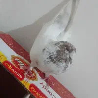 کبوتر قرمزی کوینح و کله ماستی اویناخ|پرنده|مراغه, |دیوار