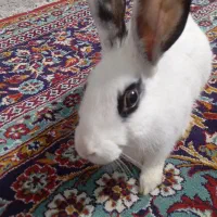 خرگوش و باکس اسنب