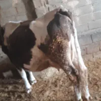 گاوسیمنتال|حیوانات مزرعه|داران, |دیوار