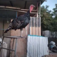 بوقلمون برنز انگلیسی|حیوانات مزرعه|تهران, شهران شمالی|دیوار