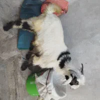 تیشتر|حیوانات مزرعه|مسجد سلیمان, |دیوار