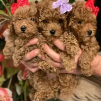 توله های نر و ماده پودل عروسکی|سگ|تهران, امانیه|دیوار