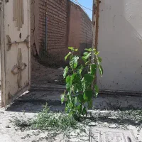 خانه روستایی با چاه و درخت میوه