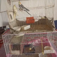 2جفت عروس هلندی بالغ|پرنده|مشهد, سجادیه|دیوار