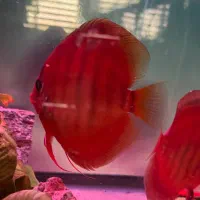 دیسکس گرید بالا|ماهی|مشهد, عبادی|دیوار