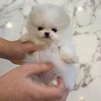 توله پومر خرسی پامر سفید اصیل|سگ|تهران, وردآورد|دیوار