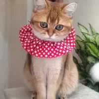 واگذاری بریتیش به احتمال ۷۰ درصد باردار