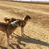 واگزاری یک عد توله نه ماه درشت