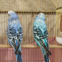 مرغ عشق انگلیسی