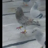 کبوتر هفترنگ خطی مغلف عکس نمایشی