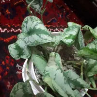 گل پتوس ببری