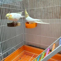 عروس هلندی لوتینو نر و ماده|پرنده|قم, یزدانشهر|دیوار