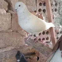 کبوتر رنگی