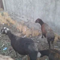 ۵ میش فروشی