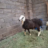 بره نر