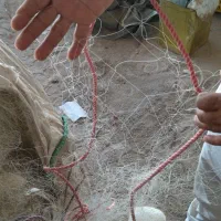 تورماهی حلوا سفید