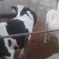 فروش گوساله نر