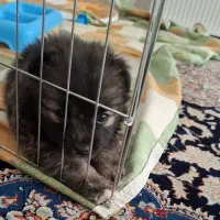 سگ پا کوتاه شیتزو