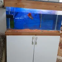 آکواریم|ماهی|سرپل ذهاب, |دیوار